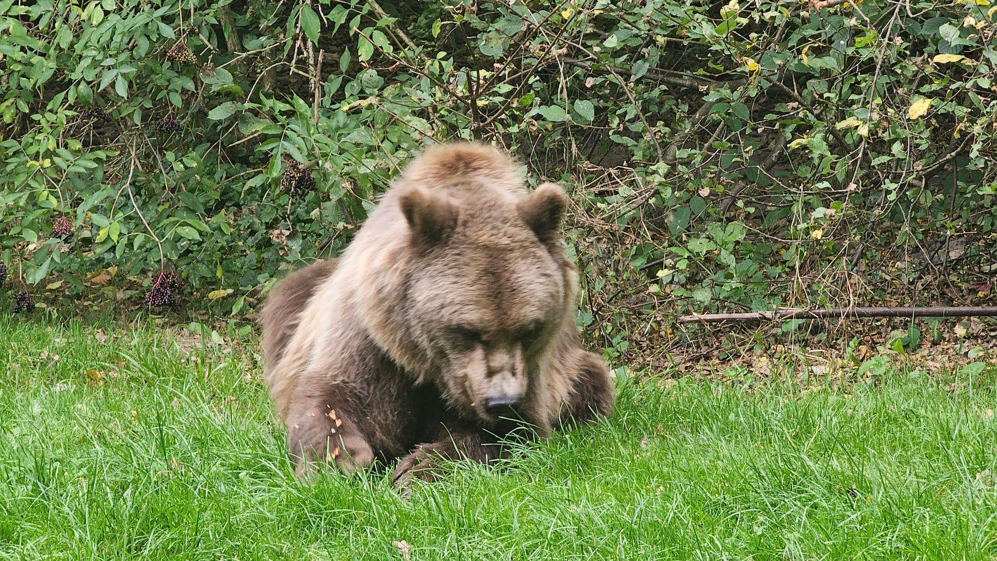 Ein großer Braunbär liegt auf einer grünen Wiese und blickt mit gesenktem Kopf auf den Boden vor sich. Sein dichtes, hell- bis dunkelbraunes Fell wirkt kräftig und leicht zerzaust. Die Vorderpfoten ruhen im Gras, während der Körper entspannt am Boden liegt. Im Hintergrund befindet sich dichtes Gebüsch mit grünen Blättern und einigen Zweigen, wodurch eine natürliche Wald- oder Gehegeumgebung entsteht. Die Aufnahme zeigt den Bären aus geringer Entfernung in einer ruhigen, friedlichen Situation.